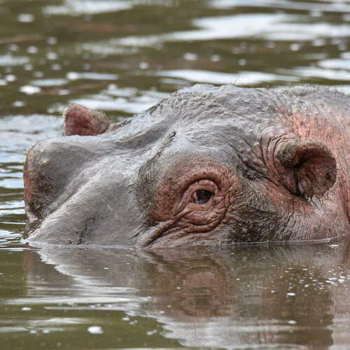 Safari fotografico Tarangire in Tanzania combinato con  Ngorongoro e grande migrazione Serengeti periodo delle nascite nel sud Serengeti