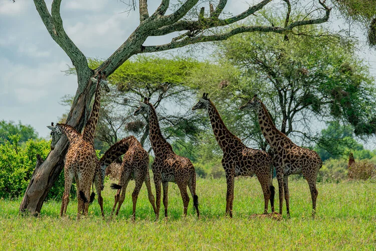 Safari fotografico Tarangire in Tanzania