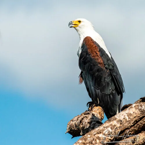 Safari fotografico Tarangire in Tanzania