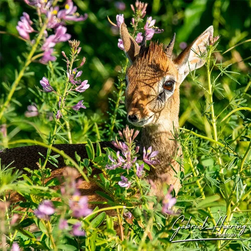 Safari fotografico Tarangire in Tanzania