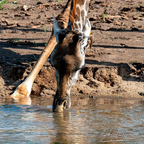 Safari fotografico Tarangire in Tanzania