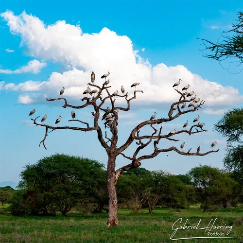 Safari fotografico Tarangire in Tanzania