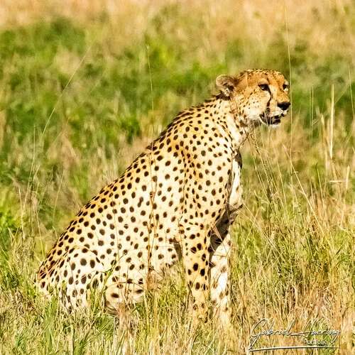 Safari fotografico Tarangire in Tanzania