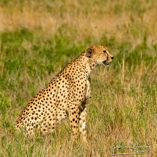 Safari fotografico Tarangire in Tanzania