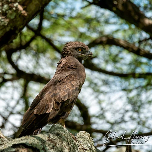 Safari fotografico Tarangire in Tanzania