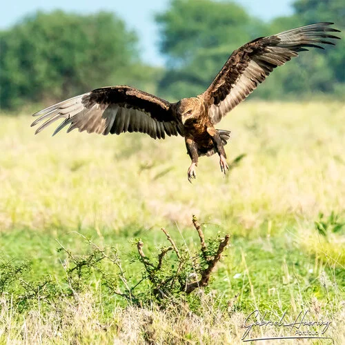 Safari fotografico Tarangire in Tanzania