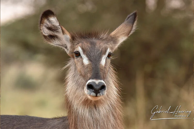 Safari fotografico Tarangire in Tanzania