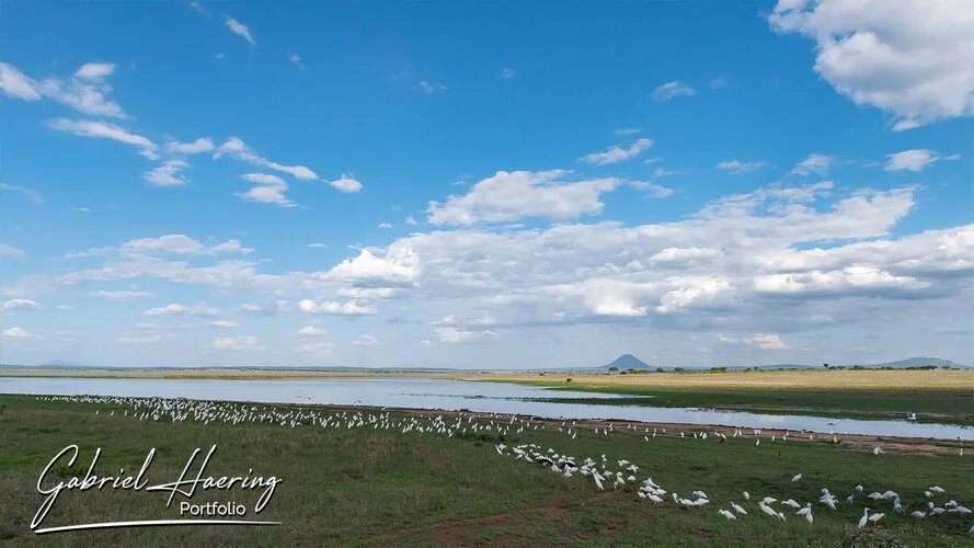 Safari fotografico Tarangire in Tanzania