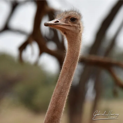 Safari fotografico Tarangire in Tanzania