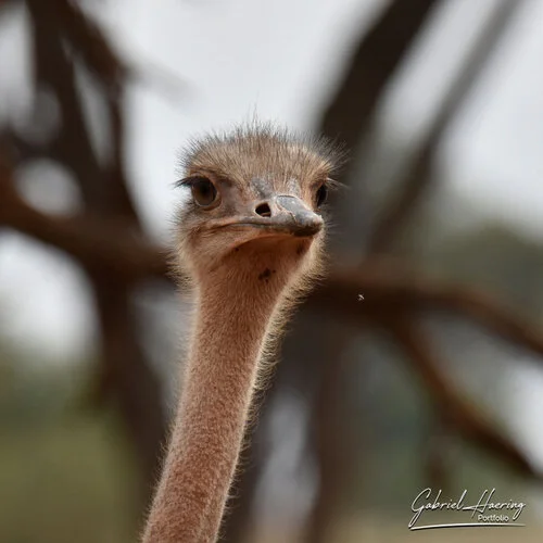 Safari fotografico Tarangire in Tanzania