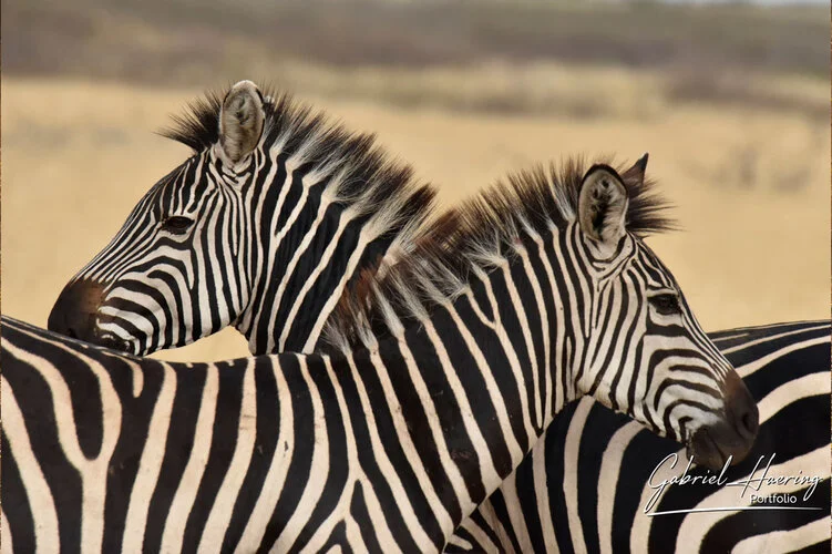 Safari fotografico Tarangire in Tanzania