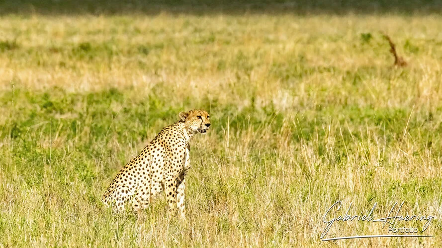 Safari fotografico Tarangire in Tanzania