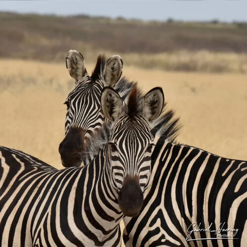 Safari fotografico Tarangire in Tanzania