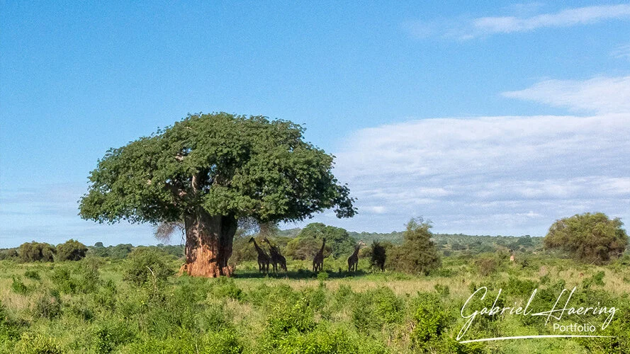 Safari fotografico Tarangire in Tanzania