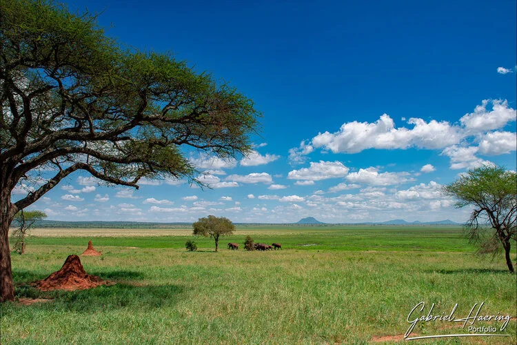 Safari fotografico Tarangire in Tanzania