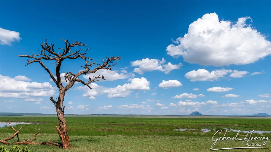 Safari fotografico Tarangire in Tanzania