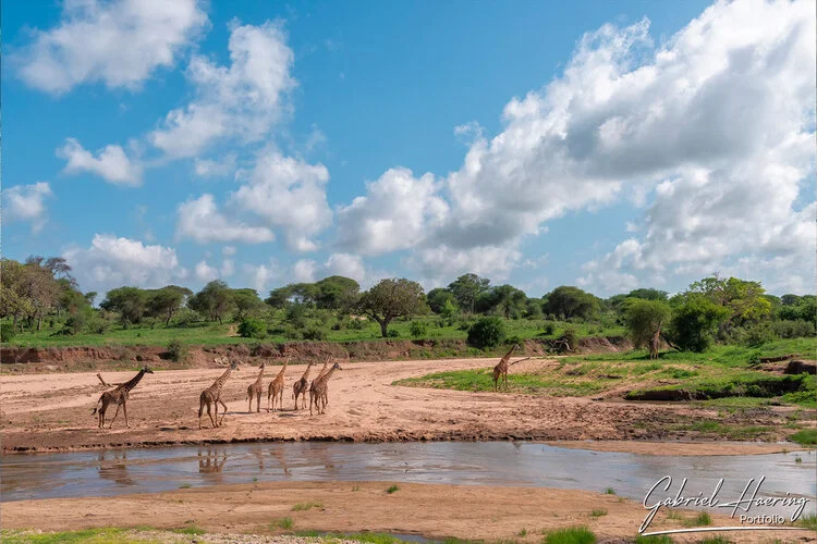 Safari fotografico Tarangire in Tanzania combinato con  Ngorongoro e grande migrazione Serengeti periodo delle nascite nel sud Serengeti