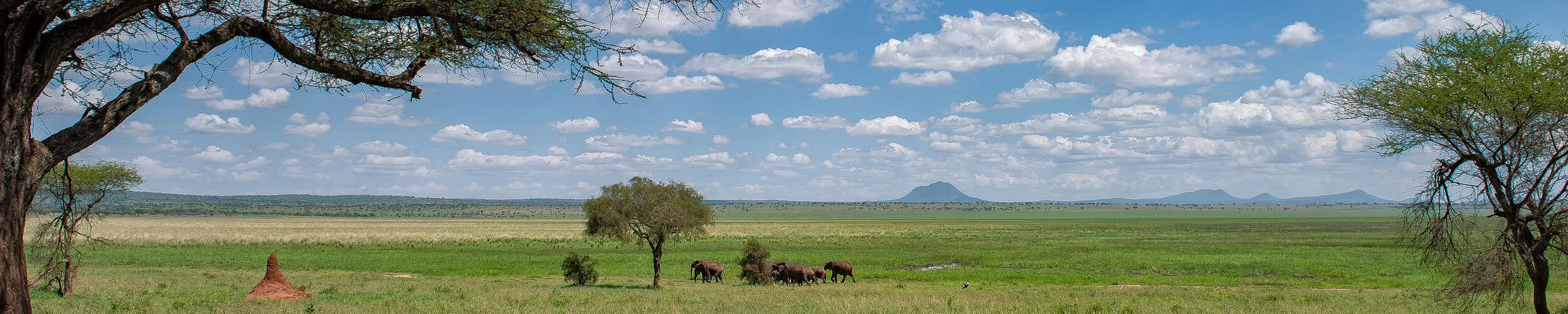 Safari fotografico Tarangire in Tanzania combinato con  Ngorongoro e grande migrazione Serengeti periodo delle nascite nel sud Serengeti