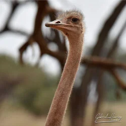 Unisciti a noi in un safari fotografico che visita il Parco Nazionale Tarangire in combinazione con il cratere di Ngorongoro e la Grande Migrazione del Serengeti in Tanzania.