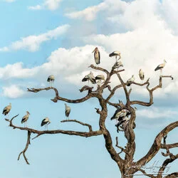 Unisciti a noi in un safari fotografico che visita il Parco Nazionale Tarangire in combinazione con il cratere di Ngorongoro e la Grande Migrazione del Serengeti in Tanzania.