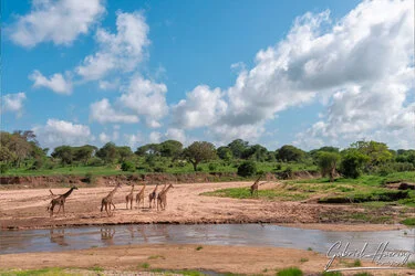 Unisciti a noi in un safari fotografico che visita il Parco Nazionale Tarangire in combinazione con il cratere di Ngorongoro e la Grande Migrazione del Serengeti in Tanzania.