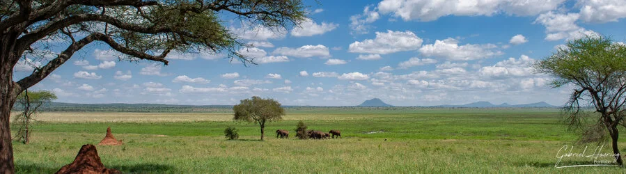 Unisciti a noi in un safari fotografico che visita il Parco Nazionale Tarangire in combinazione con il cratere di Ngorongoro e la Grande Migrazione del Serengeti in Tanzania.