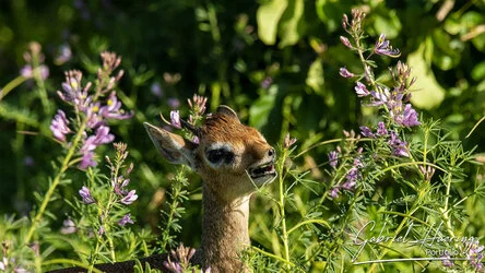 Unisciti a noi in un safari fotografico che visita il Parco Nazionale Tarangire in combinazione con il cratere di Ngorongoro e la Grande Migrazione del Serengeti in Tanzania.