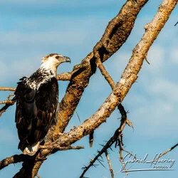 Unisciti a noi in un safari fotografico che visita il Parco Nazionale Tarangire in combinazione con il cratere di Ngorongoro e la Grande Migrazione del Serengeti in Tanzania.
