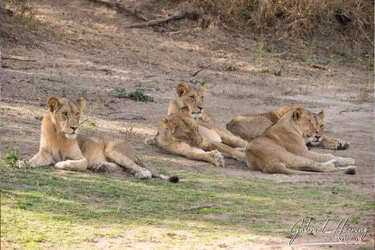 Safari Fotogafico Nyerere e Ruaha in Tanzania