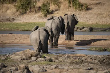 Safari Fotogafico Nyerere e Ruaha in Tanzania