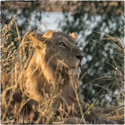 Safari Fotogafico Nyerere e Ruaha in Tanzania