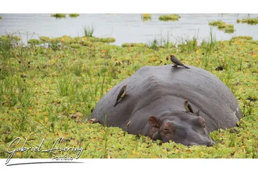 Safari Fotogafico Nyerere e Ruaha in Tanzania