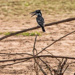 Safari Fotogafico Nyerere e Ruaha in Tanzania