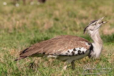 Safari fotografico della Grande Migrazione a maggio 2025.