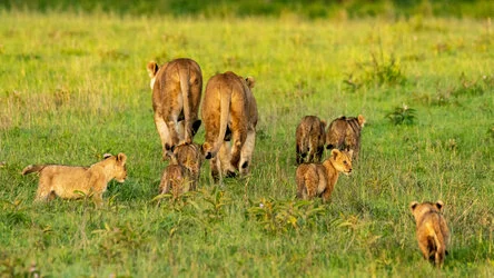 Safari fotografico della Grande Migrazione a maggio 2025.