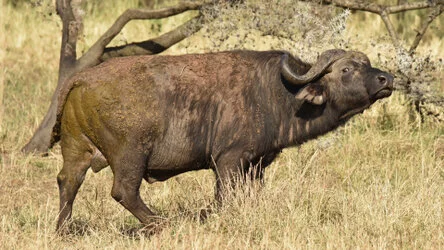 Safari fotografico della Grande Migrazione a maggio 2025.