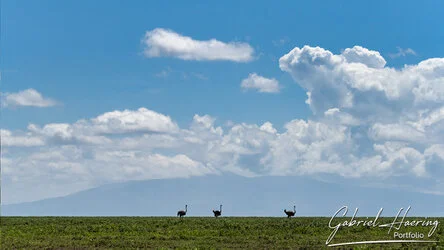 Safari fotografico della Grande Migrazione a maggio 2025.