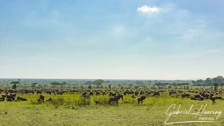 Safari fotografico della Grande Migrazione a maggio 2025.