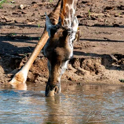 Safari fotografico della Grande Migrazione a maggio 2025.