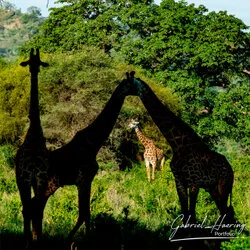 Safari fotografico della Grande Migrazione a maggio 2025.