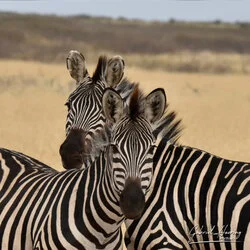 Safari fotografico della Grande Migrazione a maggio 2025.