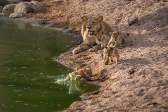 Photo portofolio by Marco B. of a Safari with Endelevu