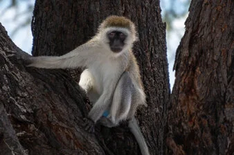 safari fotografico di tredici giorni in novembre nel sud Tanzania visitando Nyerere (Selous), Mikumi e Ruaha