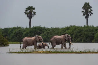 safari fotografico di tredici giorni in novembre nel sud Tanzania visitando Nyerere (Selous), Mikumi e Ruaha