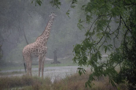 safari fotografico di tredici giorni in novembre nel sud Tanzania visitando Nyerere (Selous), Mikumi e Ruaha