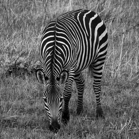 safari fotografico di tredici giorni in novembre nel sud Tanzania visitando Nyerere (Selous), Mikumi e Ruaha