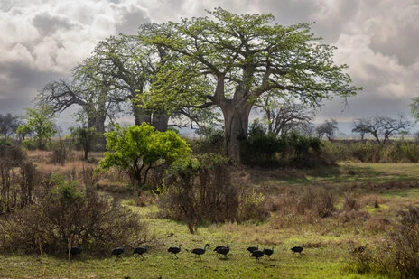 safari fotografico di tredici giorni in novembre nel sud Tanzania visitando Nyerere (Selous), Mikumi e Ruaha