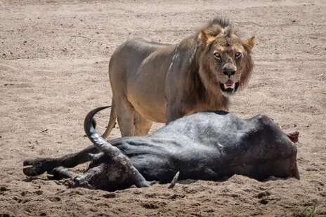 safari fotografico di tredici giorni in novembre nel sud Tanzania visitando Nyerere (Selous), Mikumi e Ruaha