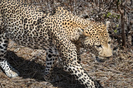 safari fotografico di tredici giorni in novembre nel sud Tanzania visitando Nyerere (Selous), Mikumi e Ruaha