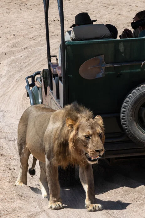 safari fotografico di tredici giorni in novembre nel sud Tanzania visitando Nyerere (Selous), Mikumi e Ruaha